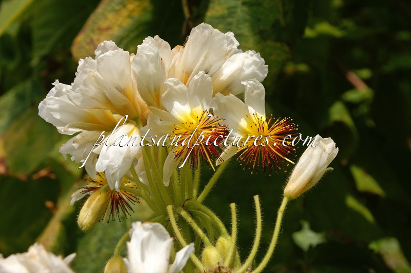 Sparmannia africana