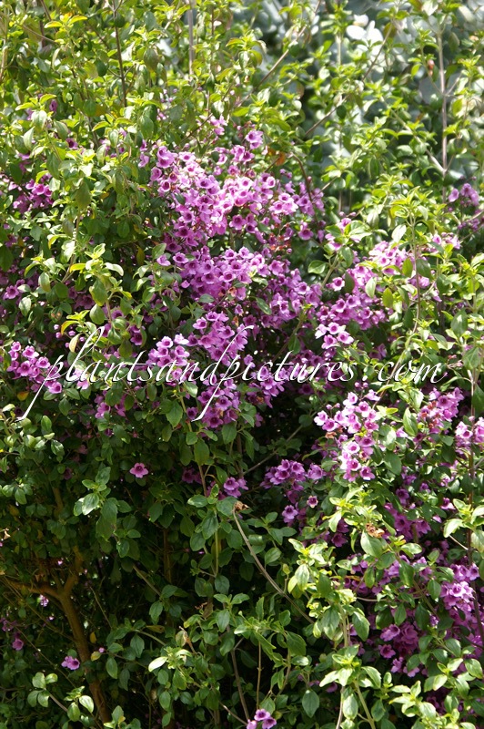 Prostanthera rotundifolia