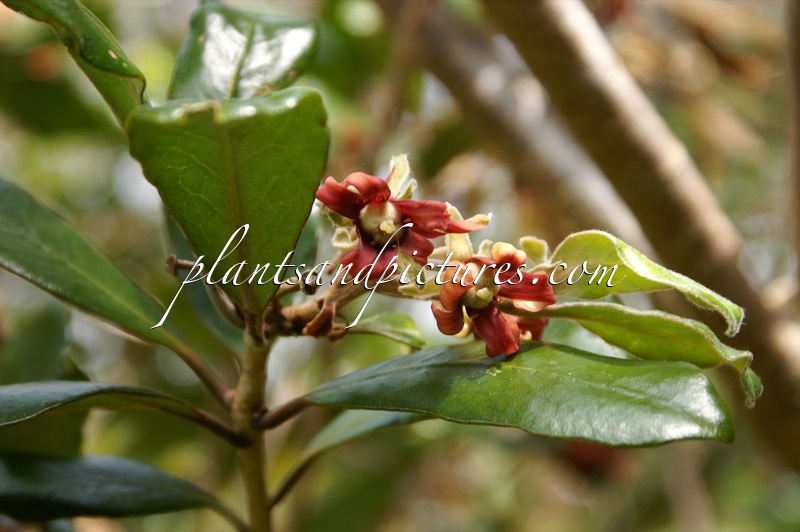 Pittosporum anomalum