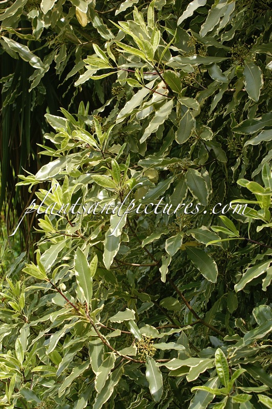 Pittosporum eugenioides ‘Variegatum’