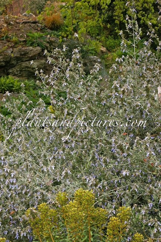 Teucrium fruticans