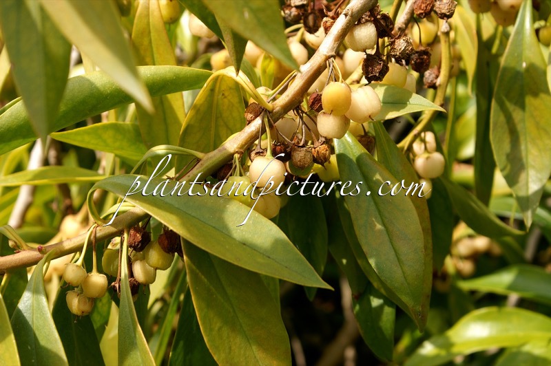 Myoporum sandwicense