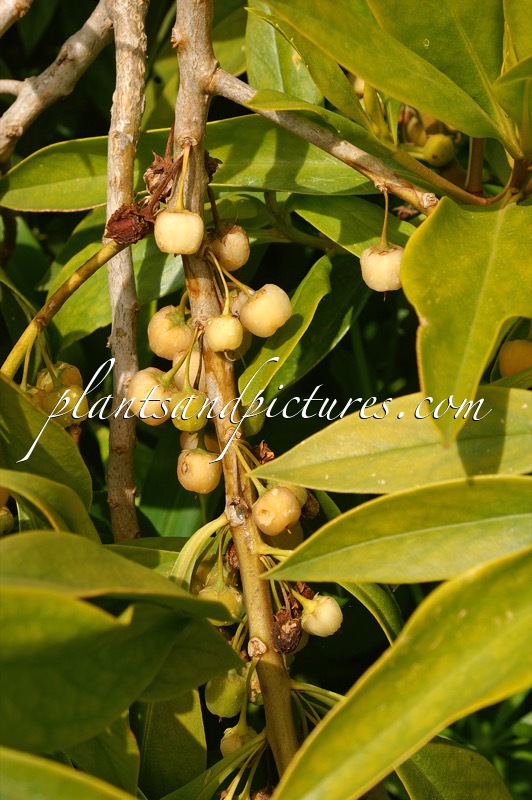 Myoporum sandwicense