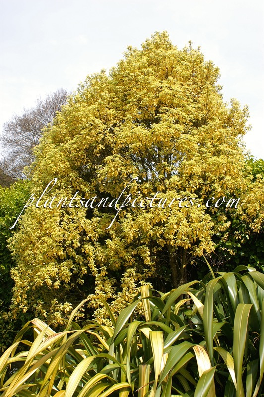 Pittosporum tenuifolium ‘Warnham Gold’