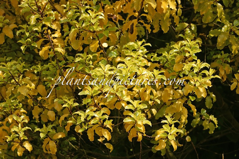 Pittosporum tenuifolium ‘Warnham Gold’