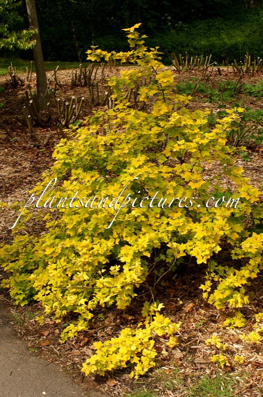Ribes sanguineum ‘Brocklebankii’