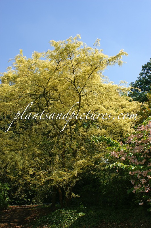 Ulmus parvifolia ‘Geisha’