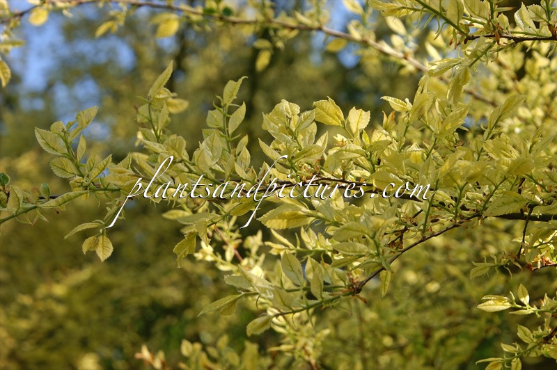 Ulmus parvifolia ‘Geisha’