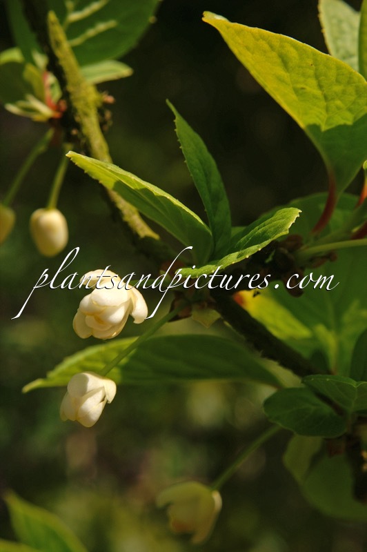 Schisandra chinensis