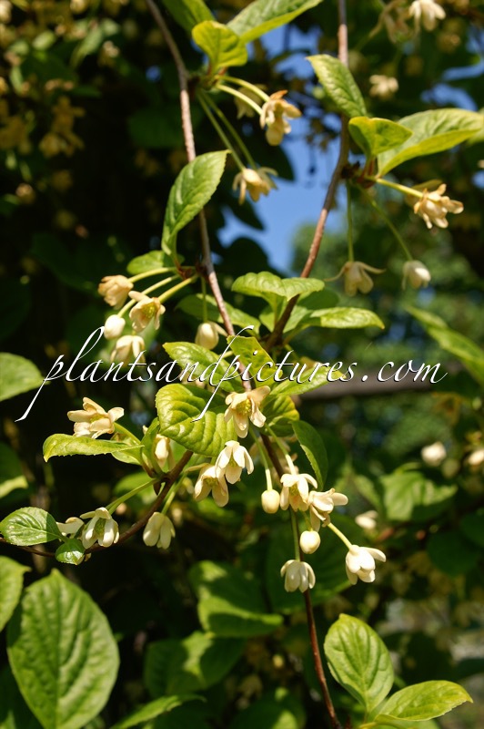 Schisandra chinensis