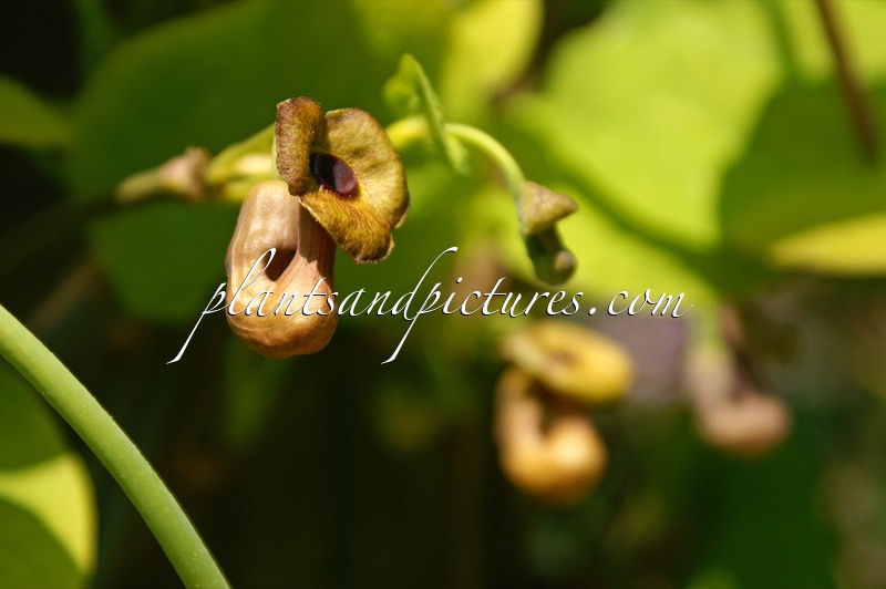 Aristolochia macrophylla