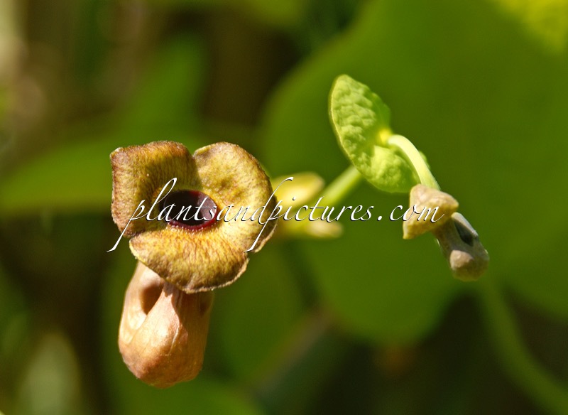Aristolochia macrophylla