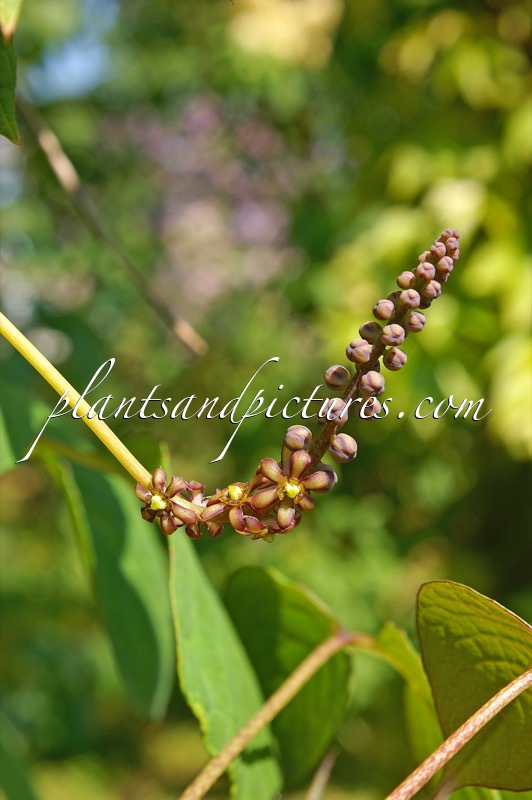 Sinofranchetia chinensis