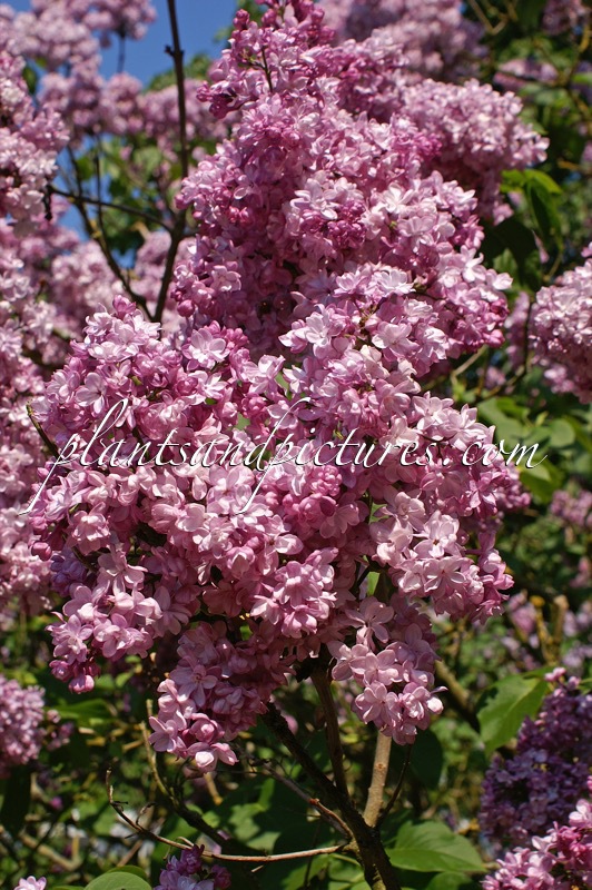 Syringa vulgaris ‘Paul Deschanel’