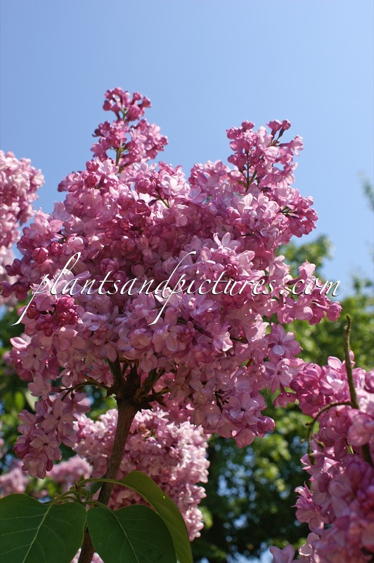 Syringa vulgaris ‘Paul Deschanel’