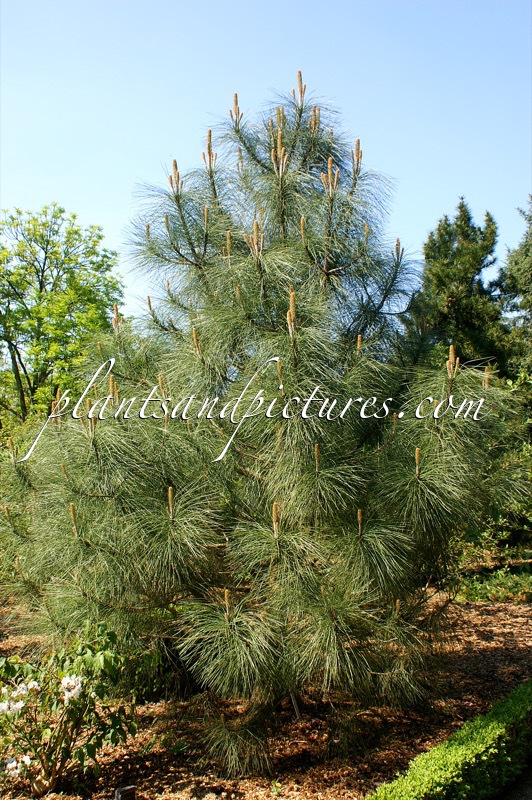 Pinus coulteri