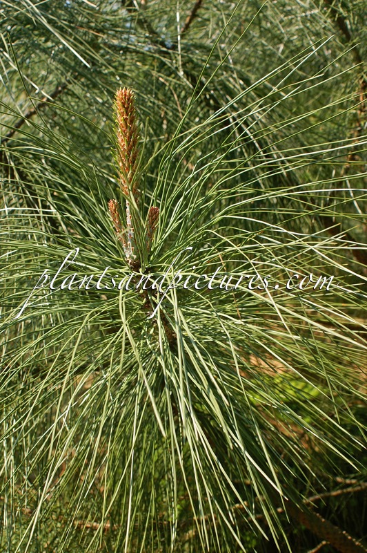 Pinus coulteri