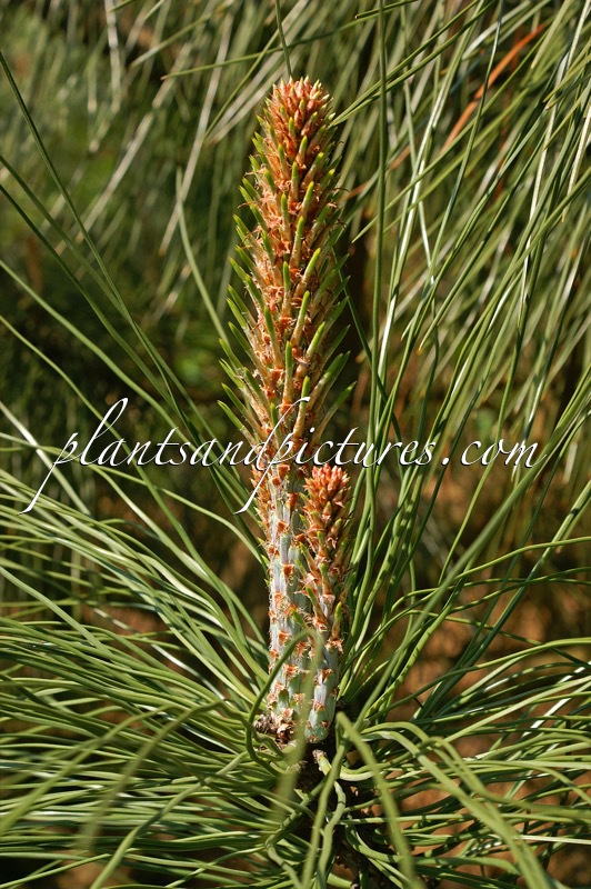 Pinus coulteri