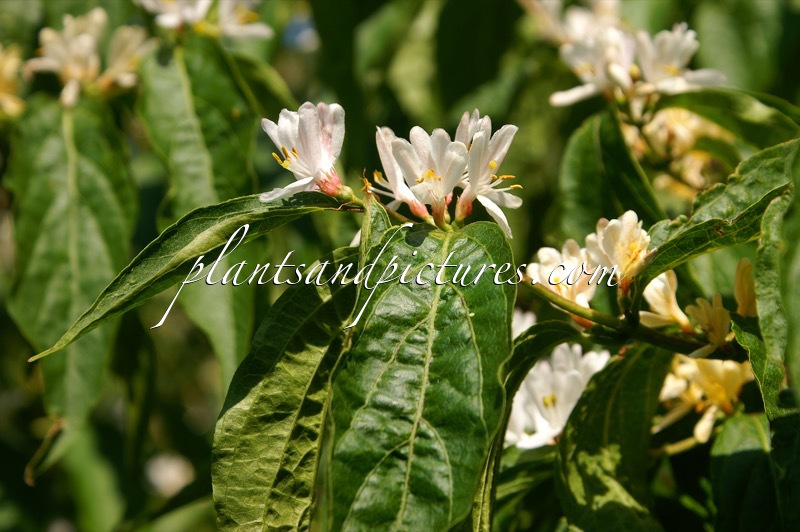 Lonicera maackii