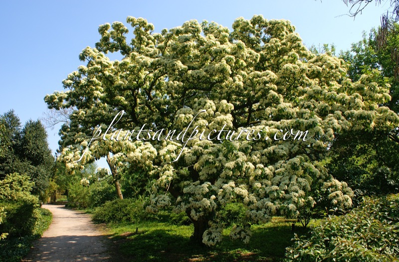 Viburnum sieboldii