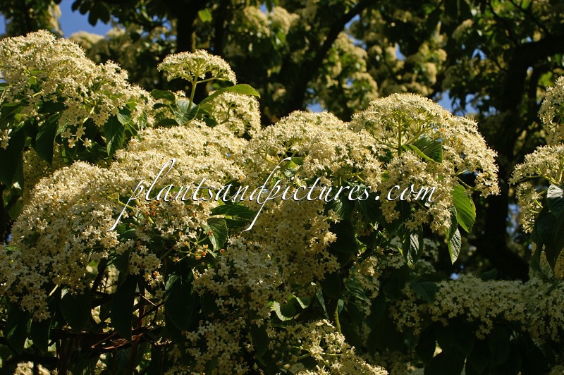 Viburnum sieboldii