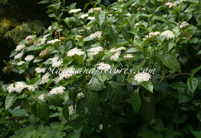 Viburnum japonicum