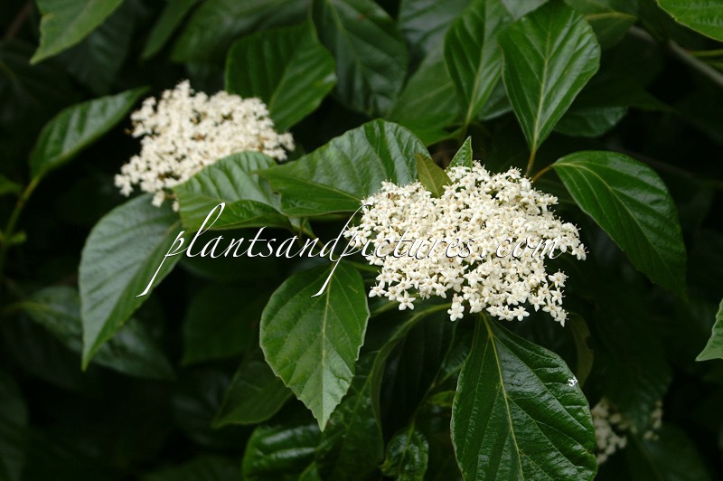Viburnum japonicum
