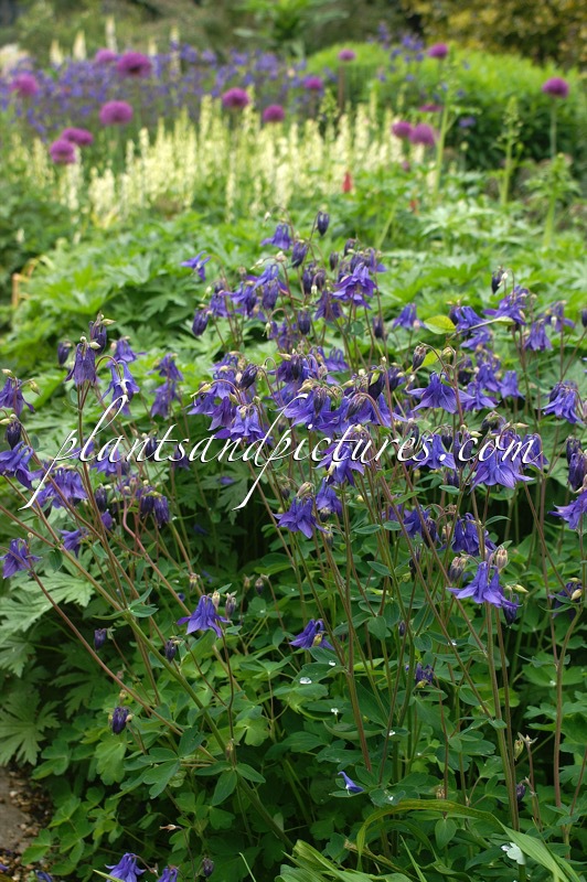 Aquilegia vulgaris