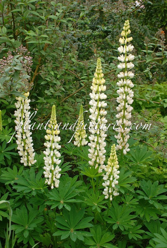 Lupinus ‘Noble Maiden’