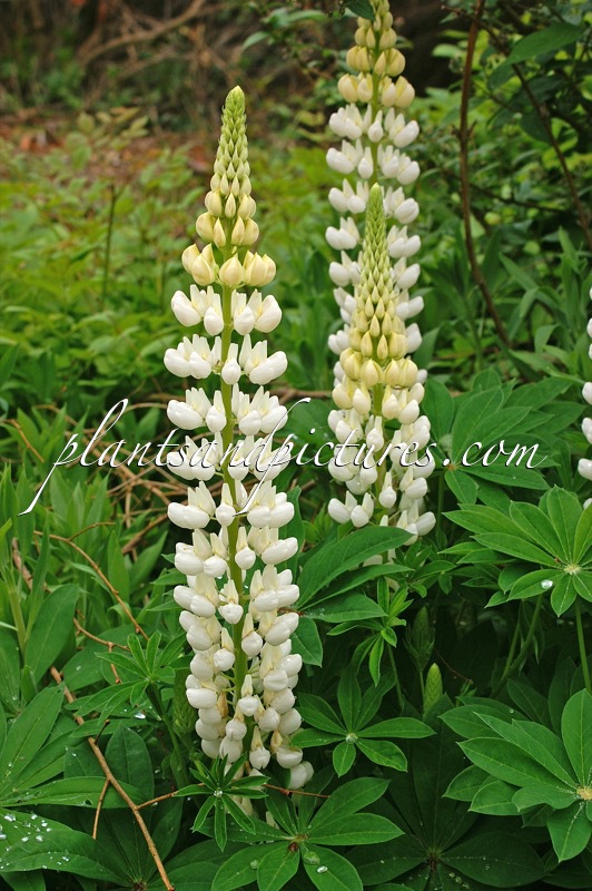 Lupinus ‘Noble Maiden’