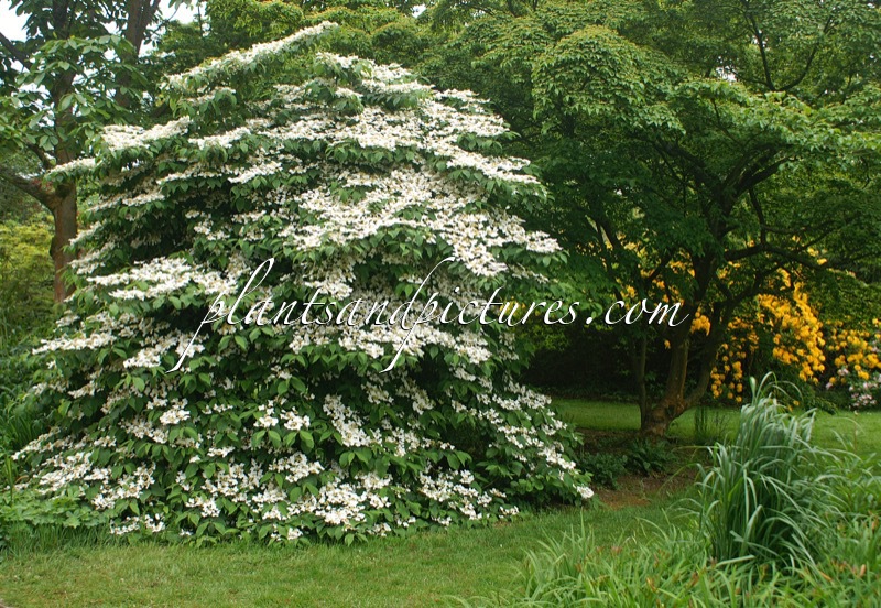 Viburnum plicatum ‘Mariesii’