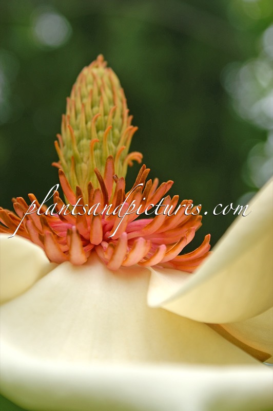 Magnolia wieseneri