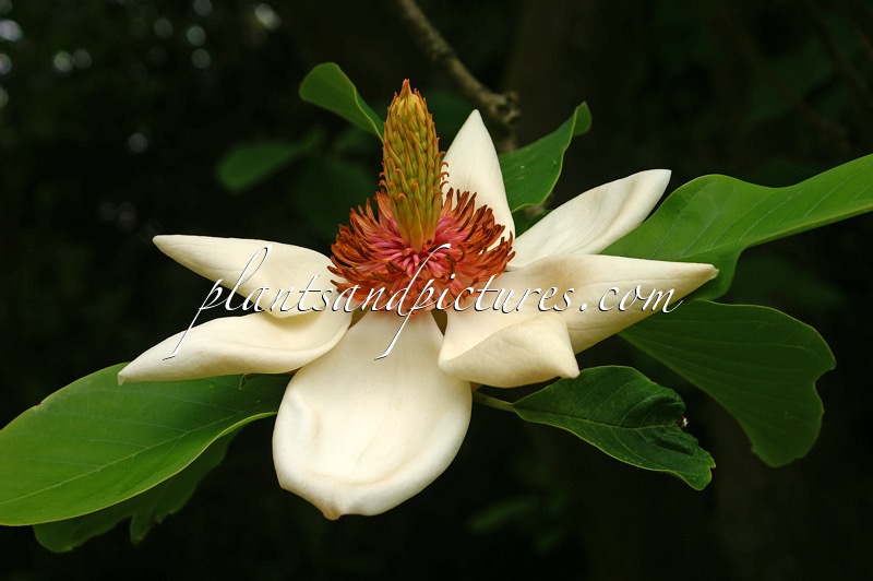 Magnolia wieseneri