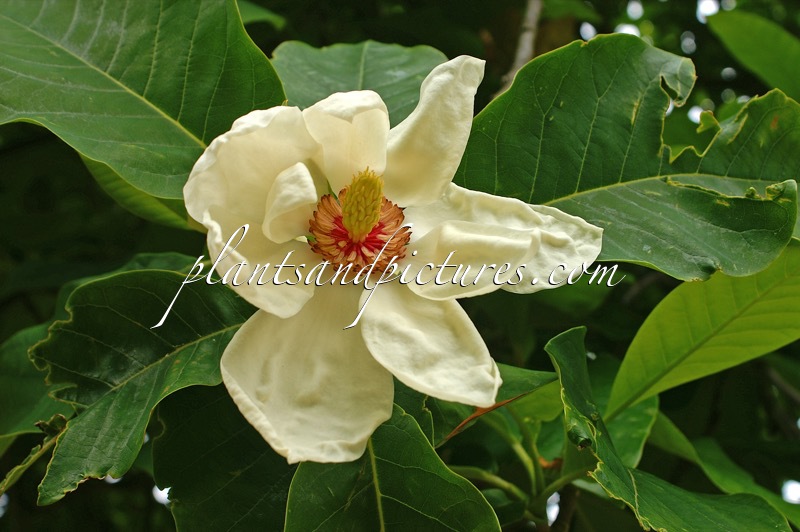 Magnolia ‘Charles Coates’