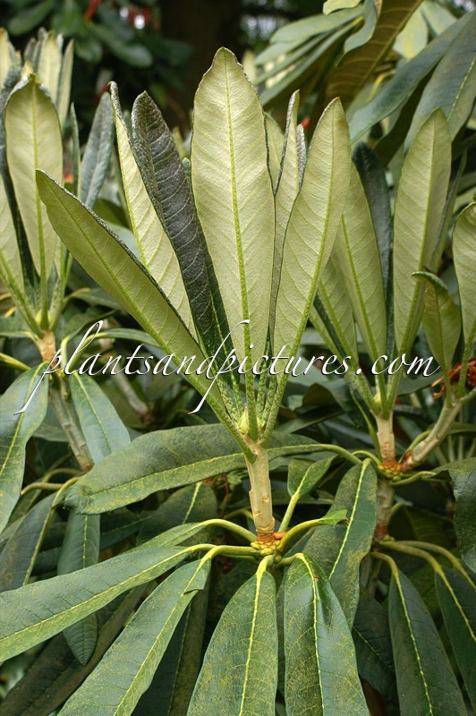 Rhododendron magnificum