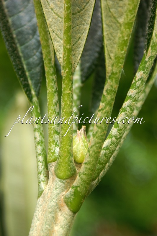Rhododendron magnificum