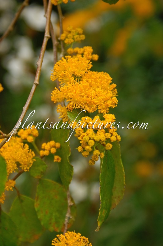 Azara serrata