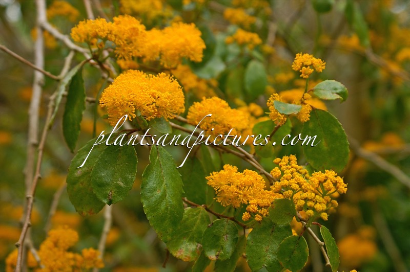 Azara serrata