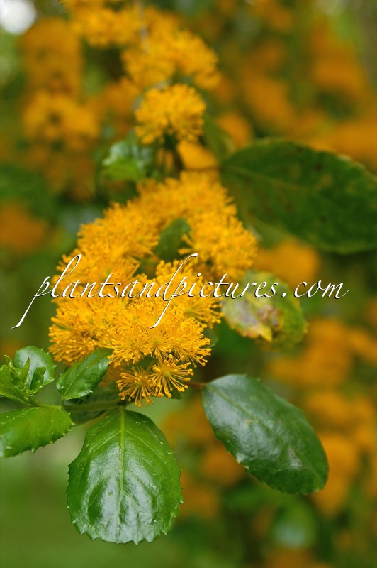 Azara serrata