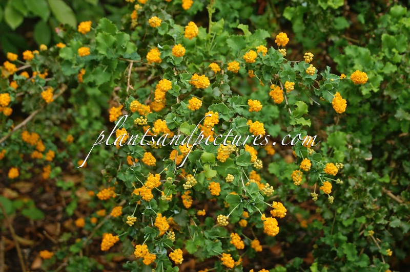 Berberis congestiflora