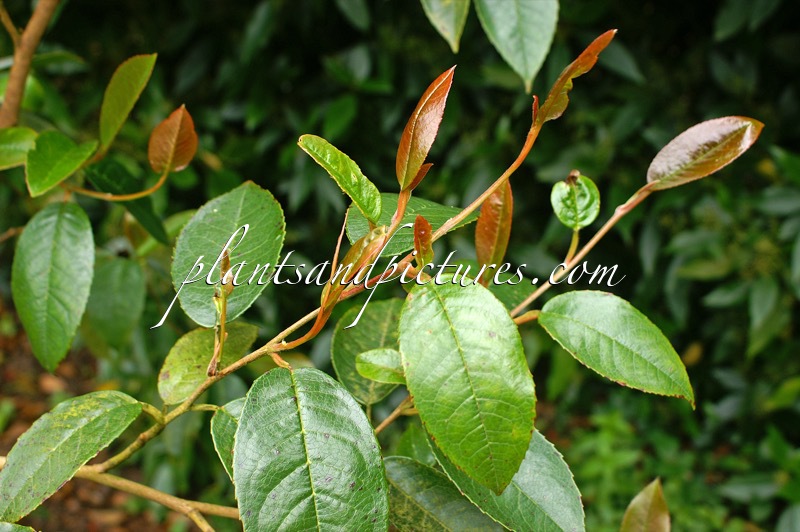 Stewartia pteropetiolata