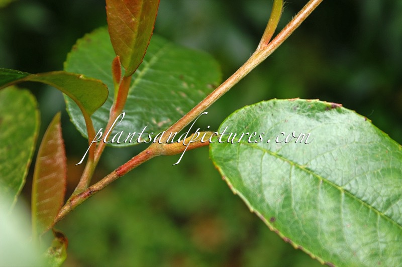 Stewartia pteropetiolata