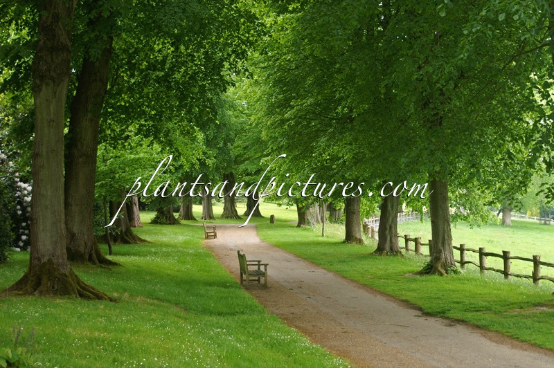 Tilia europaea ‘Euchlora’