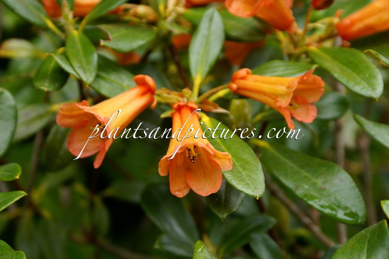 Rhododendron dichroanthum subsp. apodectum