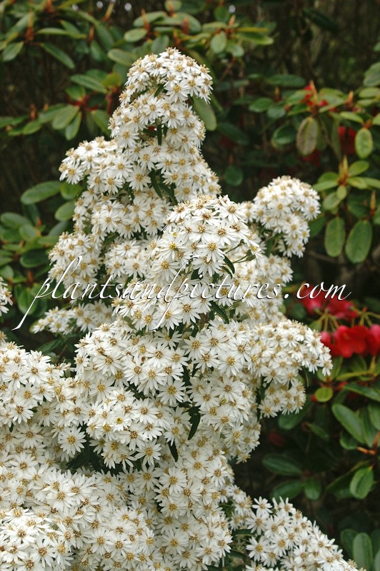 Olearia scilloniensis