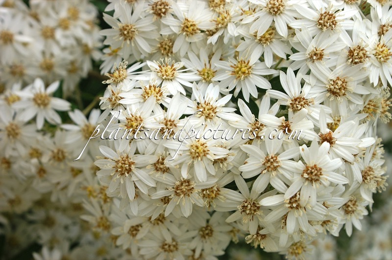 Olearia scilloniensis