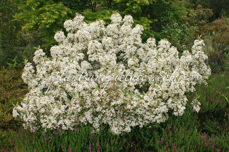 Olearia avicenniifolia