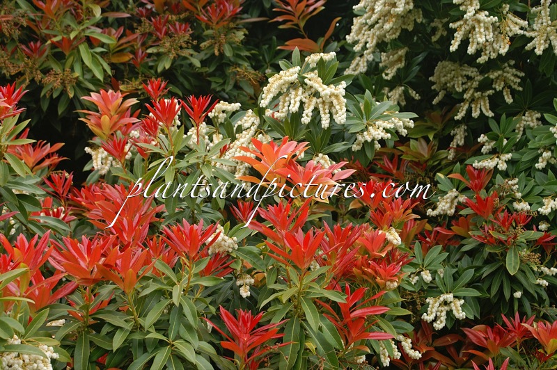 Pieris formosa ‘Wakehurst’