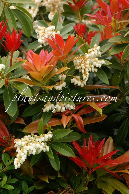 Pieris formosa ‘Wakehurst’