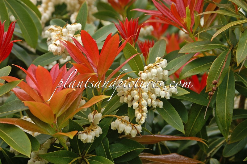 Pieris formosa ‘Wakehurst’